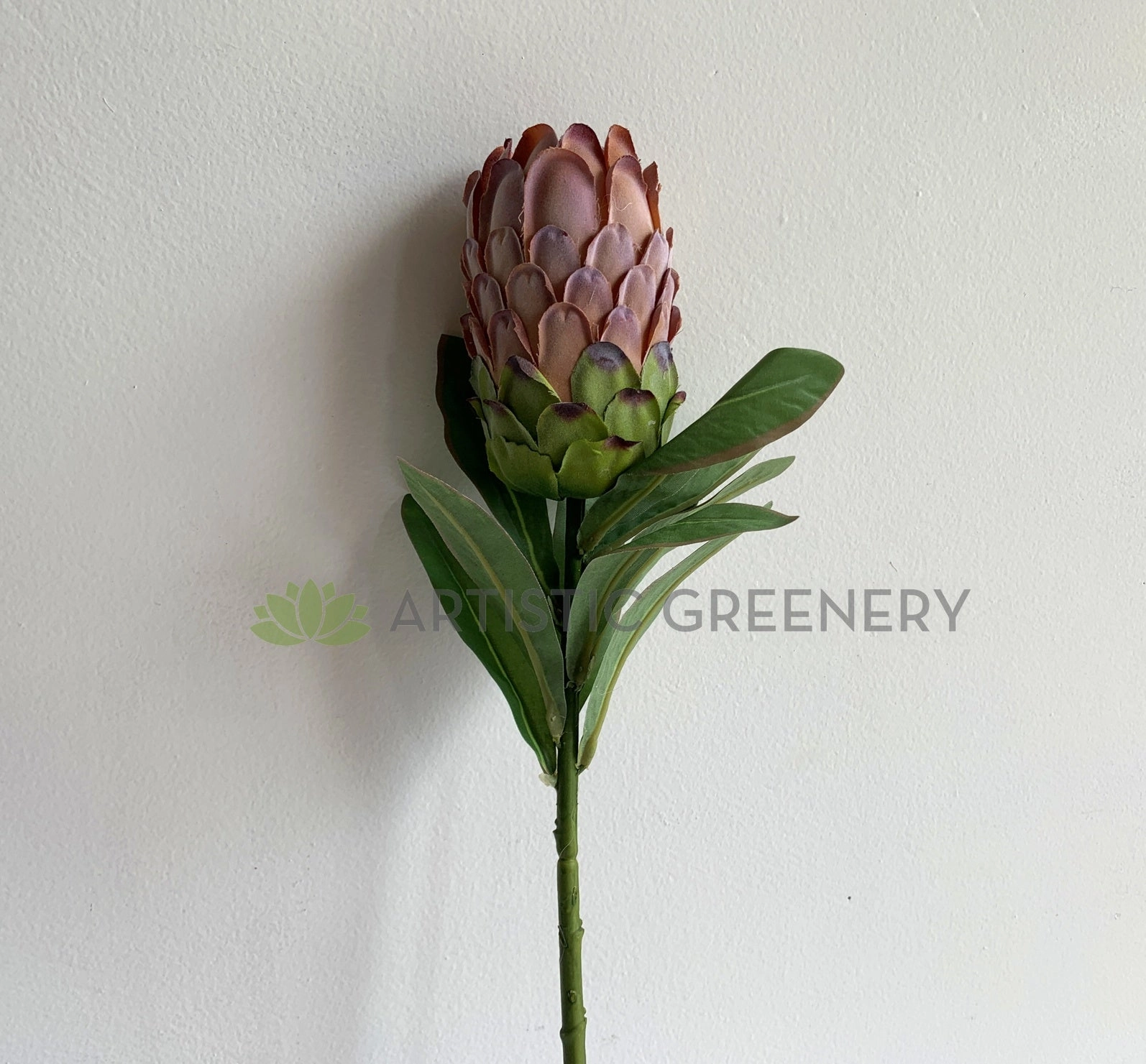 F0349 Protea Neriifolia Single Stem 74cm Light Brown