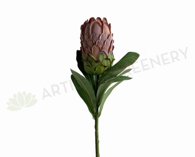 F0349 Protea Neriifolia Single Stem 74cm Light Brown outdoor greenery  