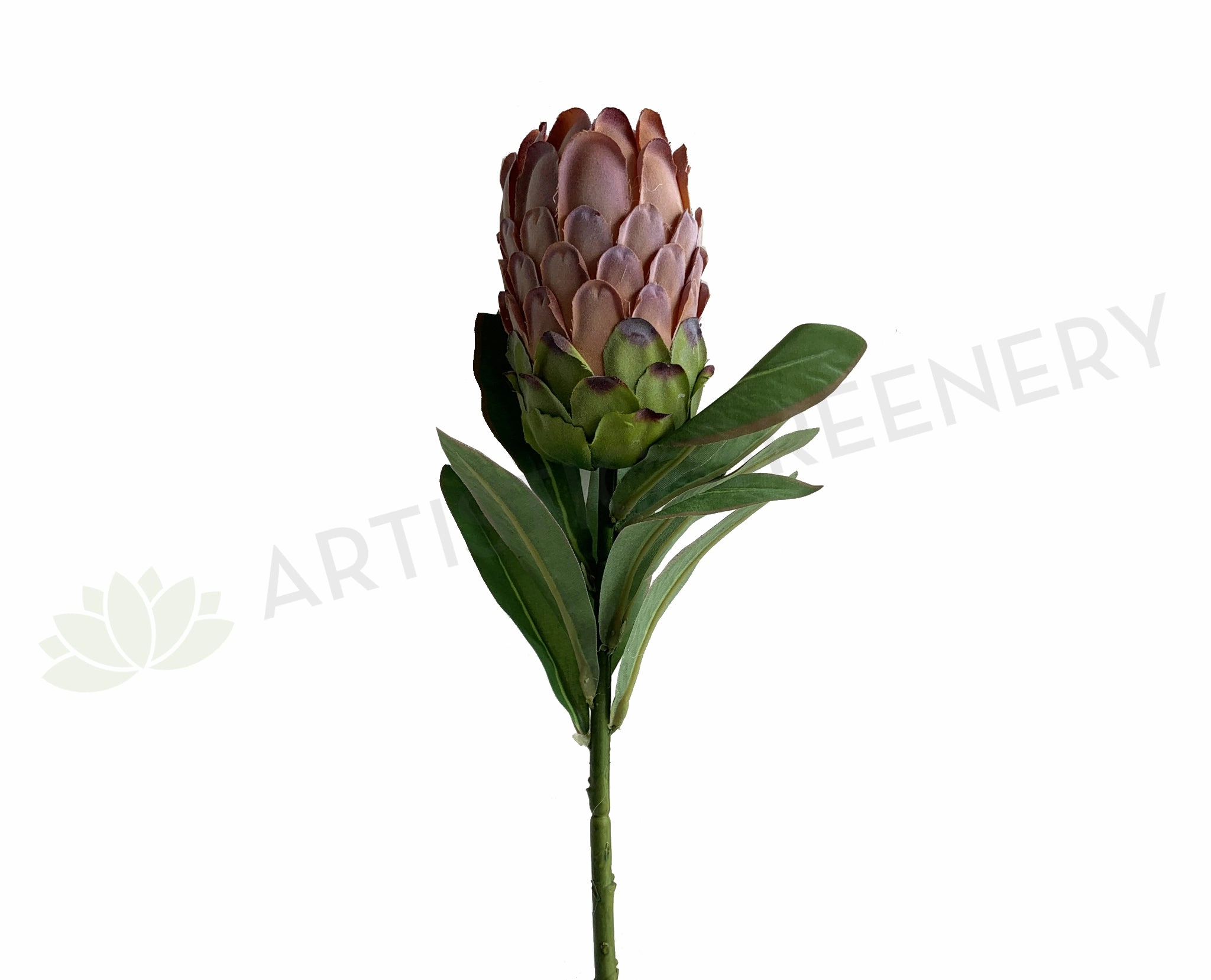 F0349 Protea Neriifolia Single Stem 74cm Light Brown outdoor greenery  