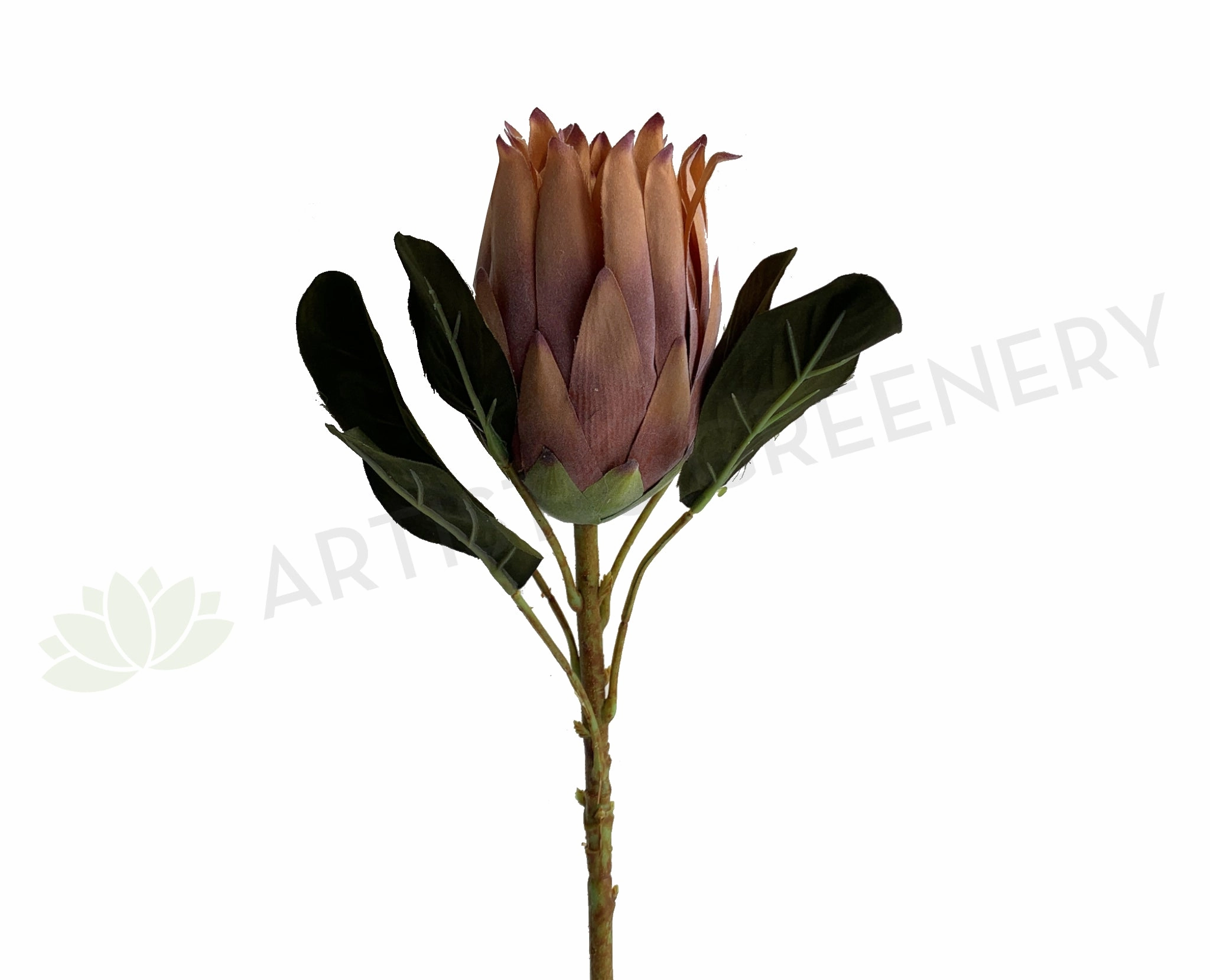 F0350 King Protea 55cm Light Brown outdoor greenery  
