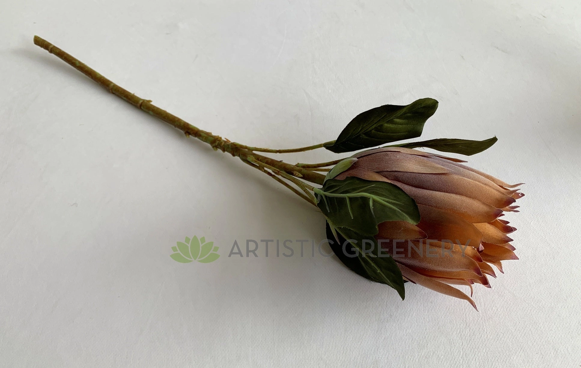 F0350 King Protea 55cm Light Brown