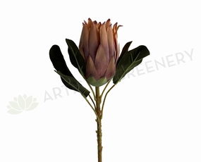 F0350 King Protea 55cm Light Brown outdoor greenery  