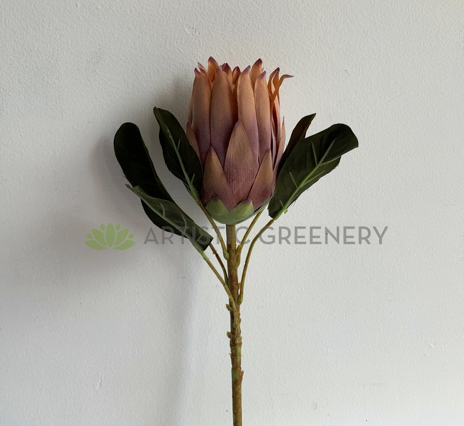F0350 King Protea 55cm Light Brown