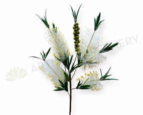 F0353 Bottle Brush / Callistemon 79cm Cream outdoor greenery  