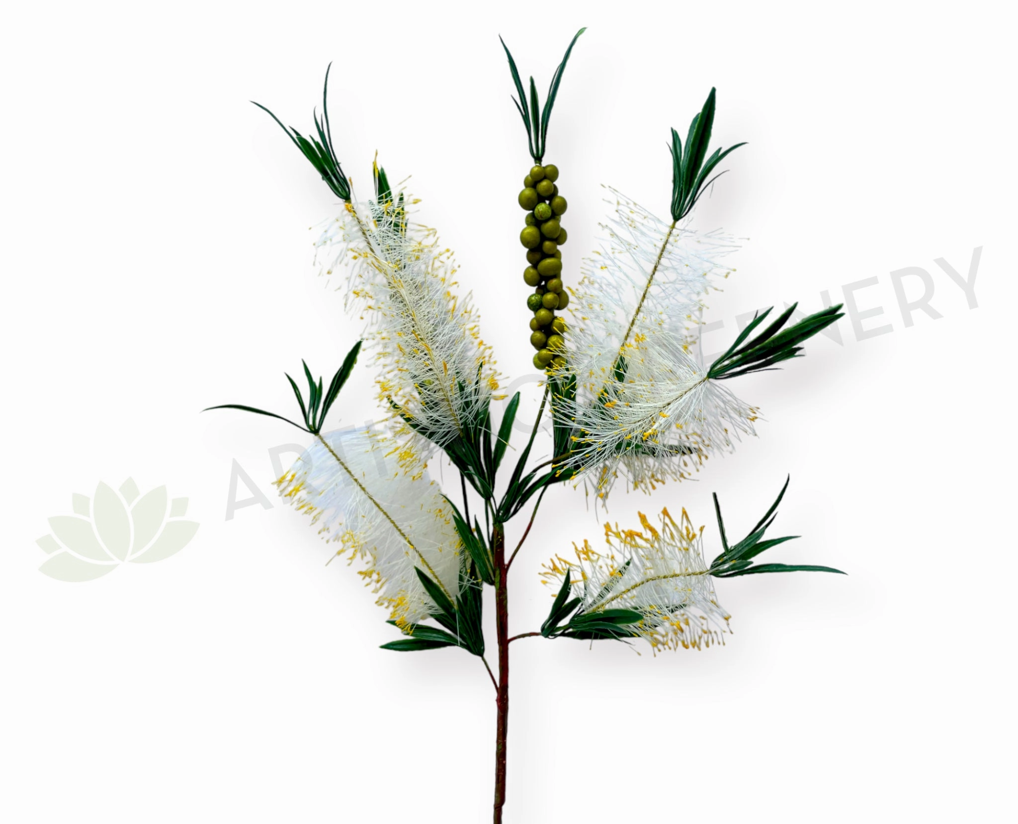 F0353 Bottle Brush / Callistemon 79cm Cream outdoor greenery  