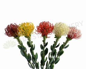 F0360 Pincushion Protea with Leaves 61cm 5 Colours outdoor greenery  