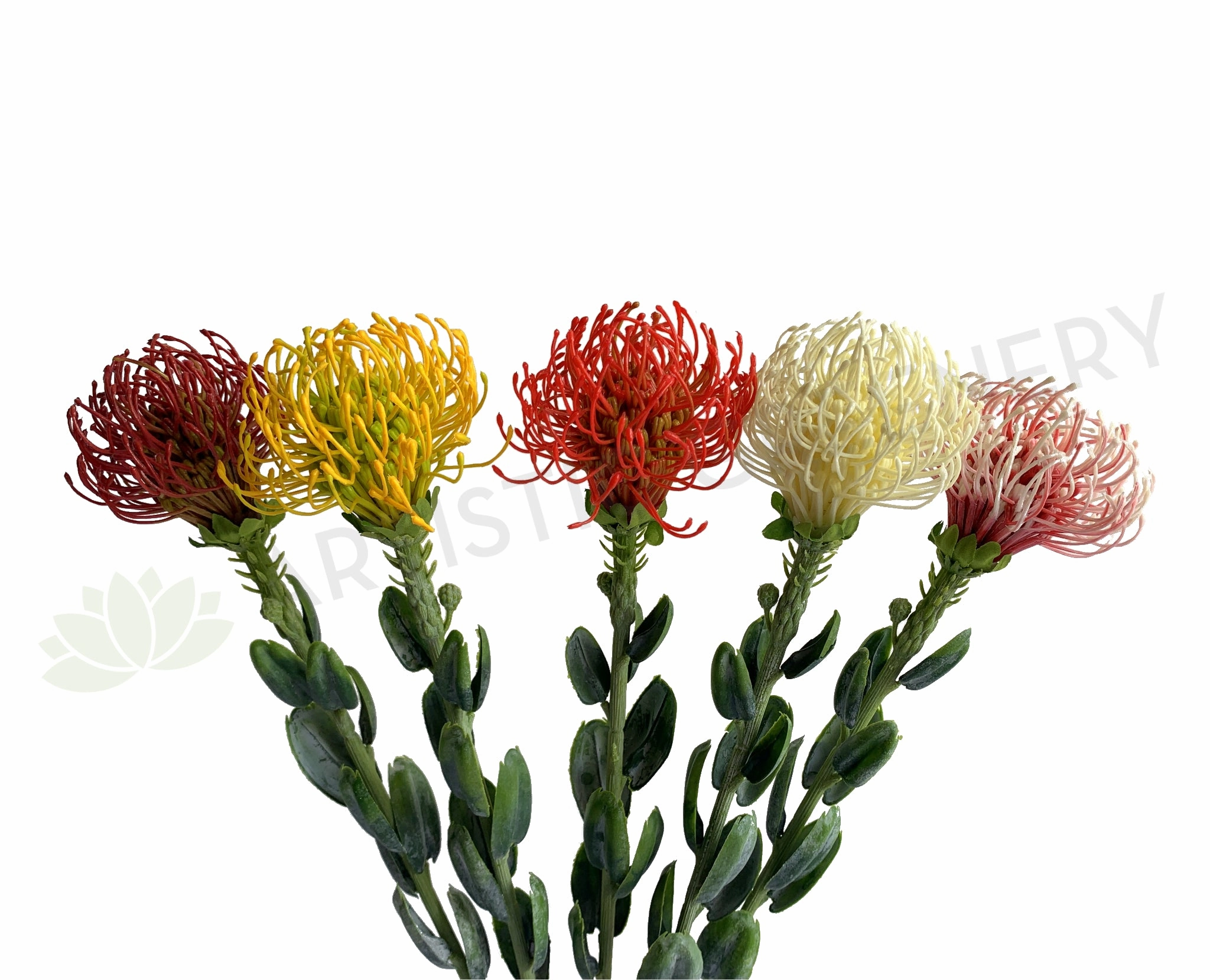 F0360 Pincushion Protea with Leaves 61cm 5 Colours outdoor greenery  