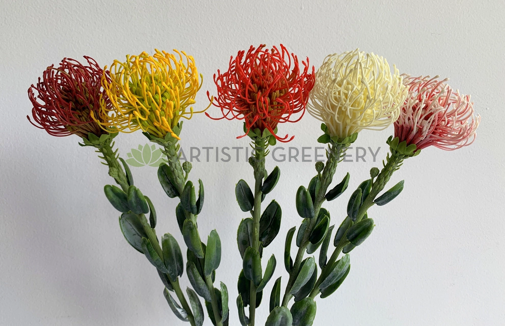 F0360 Pincushion Protea with Leaves 61cm 5 Colours