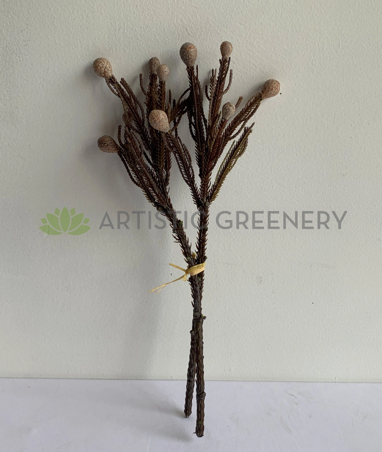 F0364 Brunia Stem 42cm Brown