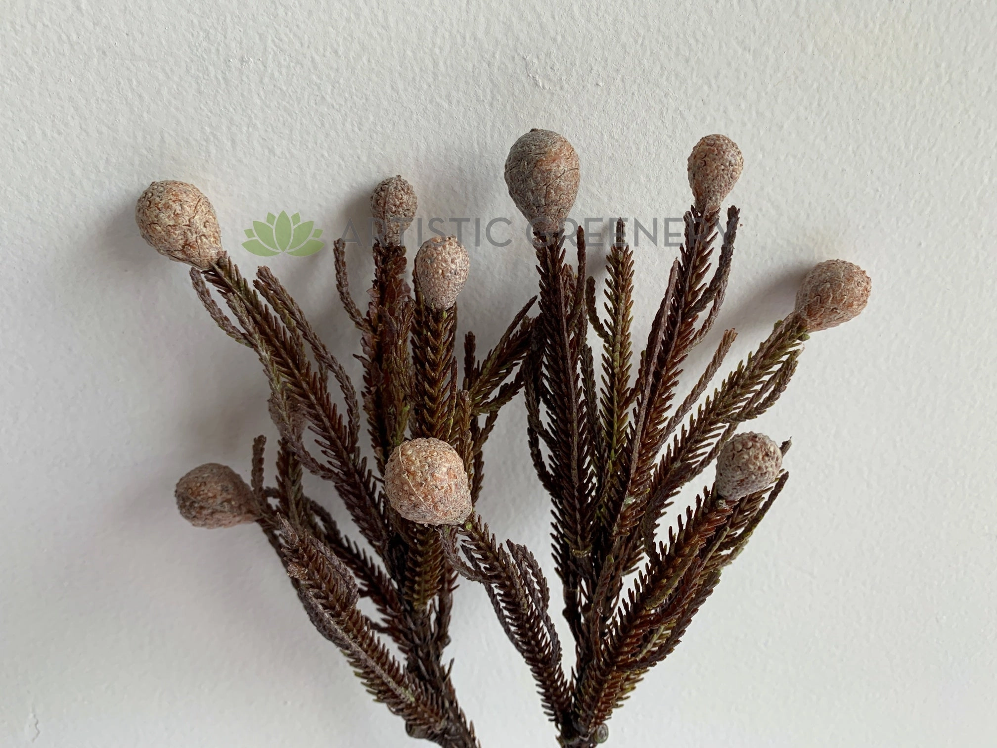 F0364 Brunia Stem 42cm Brown