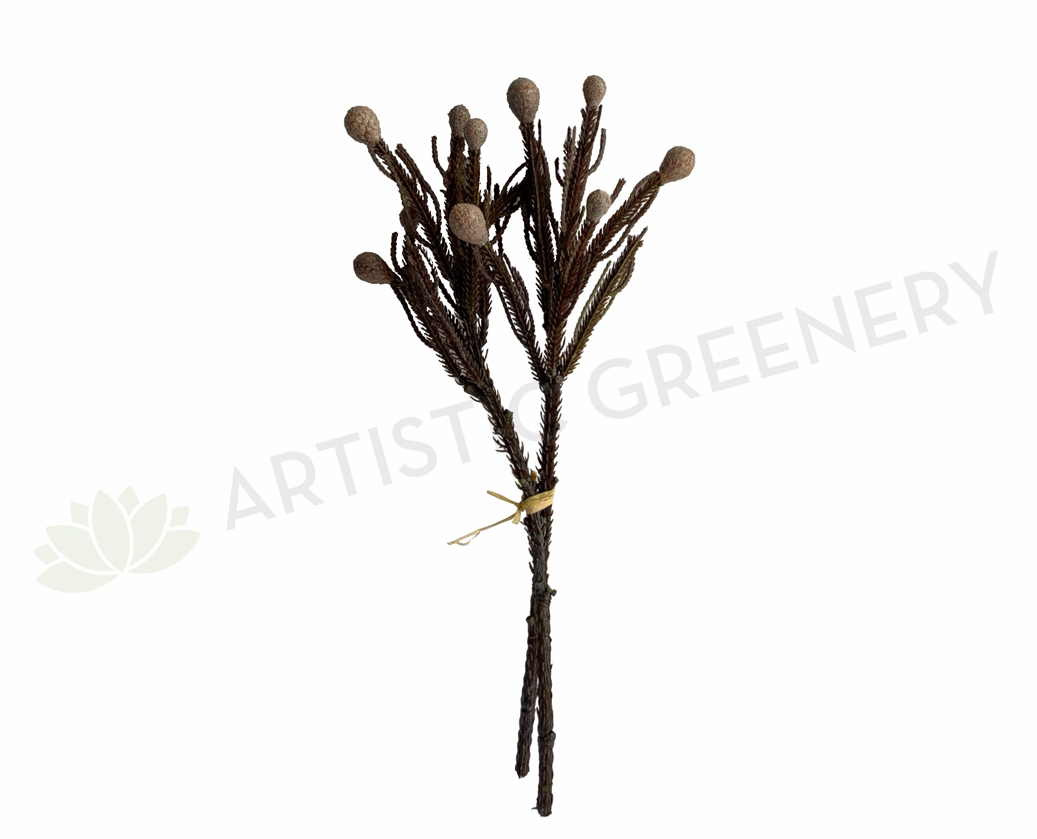 F0364 Brunia Stem 42cm Brown xl flower pot  