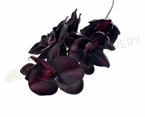 F0381 Dark Purple Orchid Spray 67cm outdoor greenery  