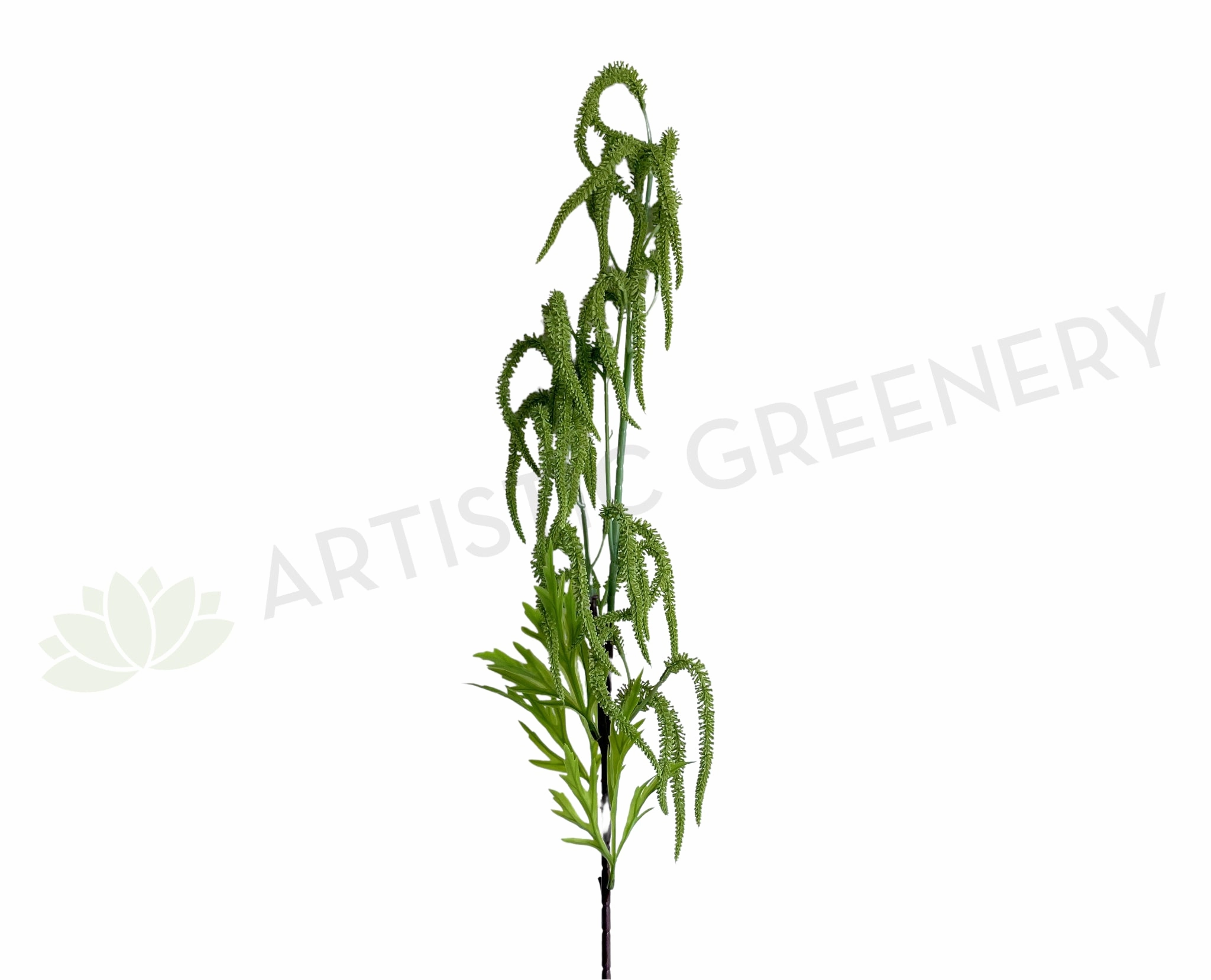 F0384 Green Amaranthus / Amaranth 102cm summer vegetable seed  