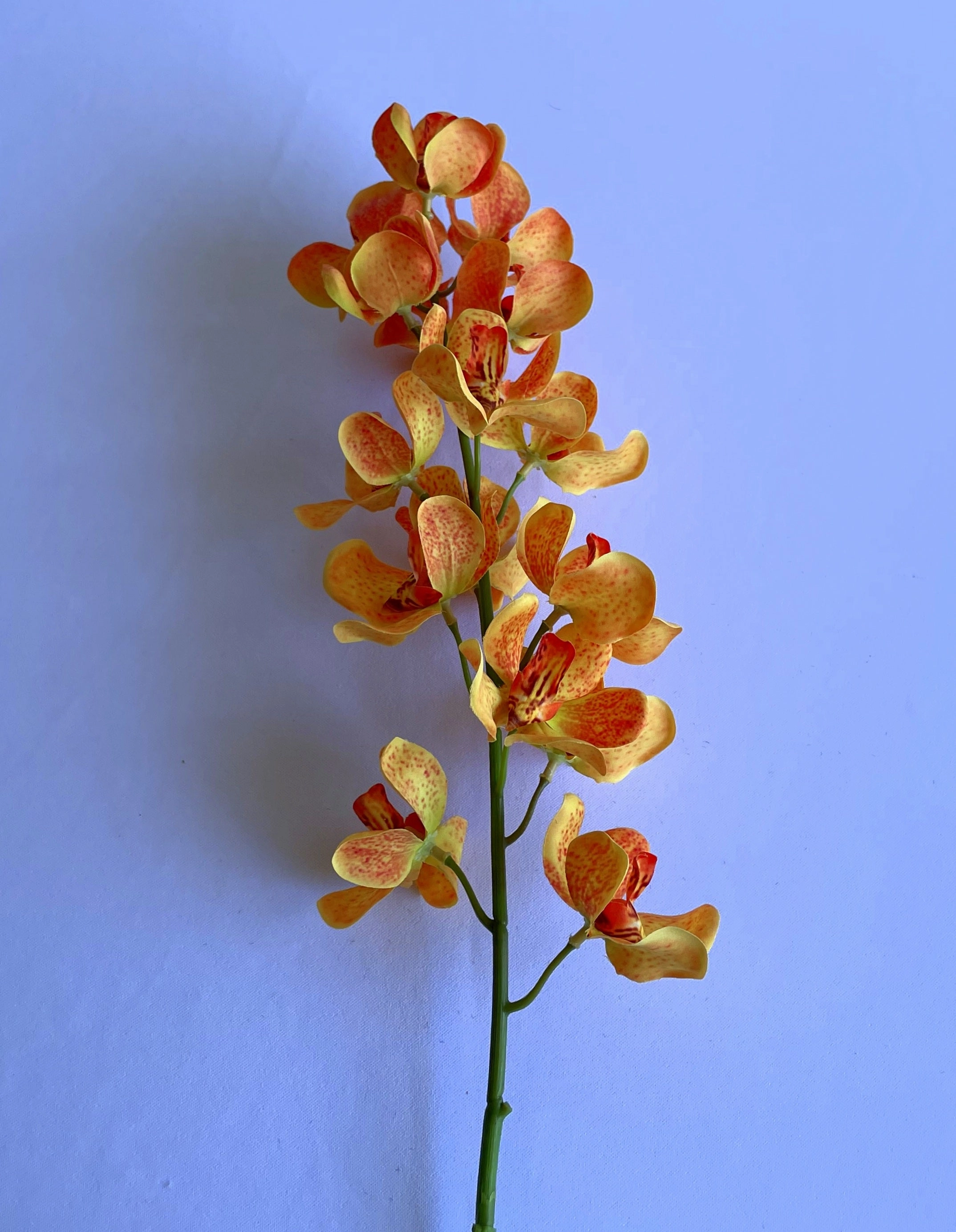 F0392 Mokara Orchid Spray 82cm Orange