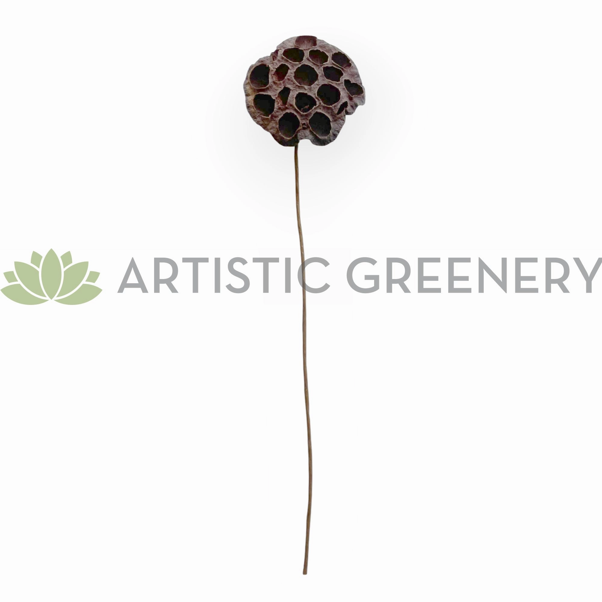 F0401 Dried Lotus Pod Stem 44cm (9cm Diameter)