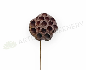 F0401 Dried Lotus Pod Stem 44cm (9cm Diameter) xl flower pot  