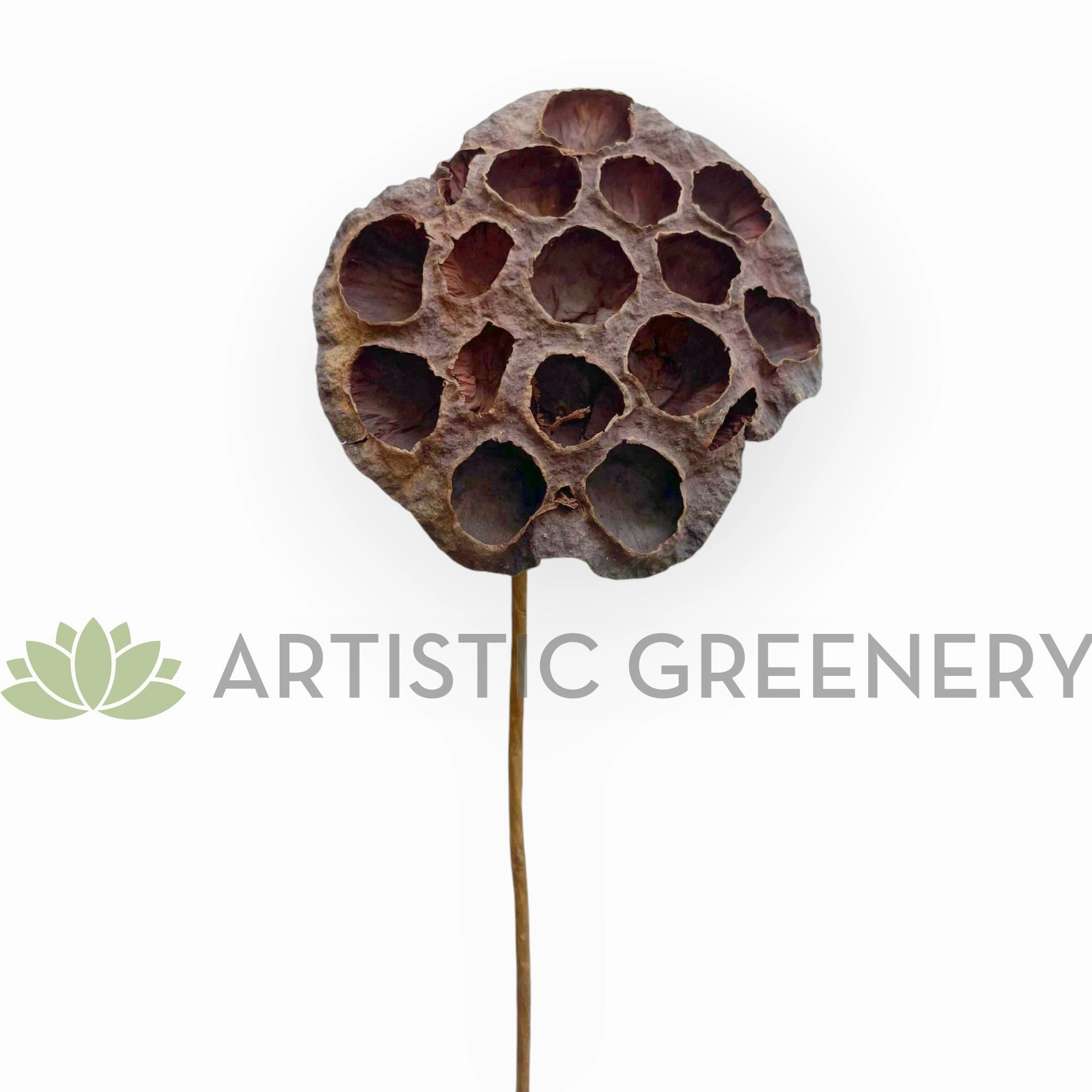 F0401 Dried Lotus Pod Stem 44cm (9cm Diameter)