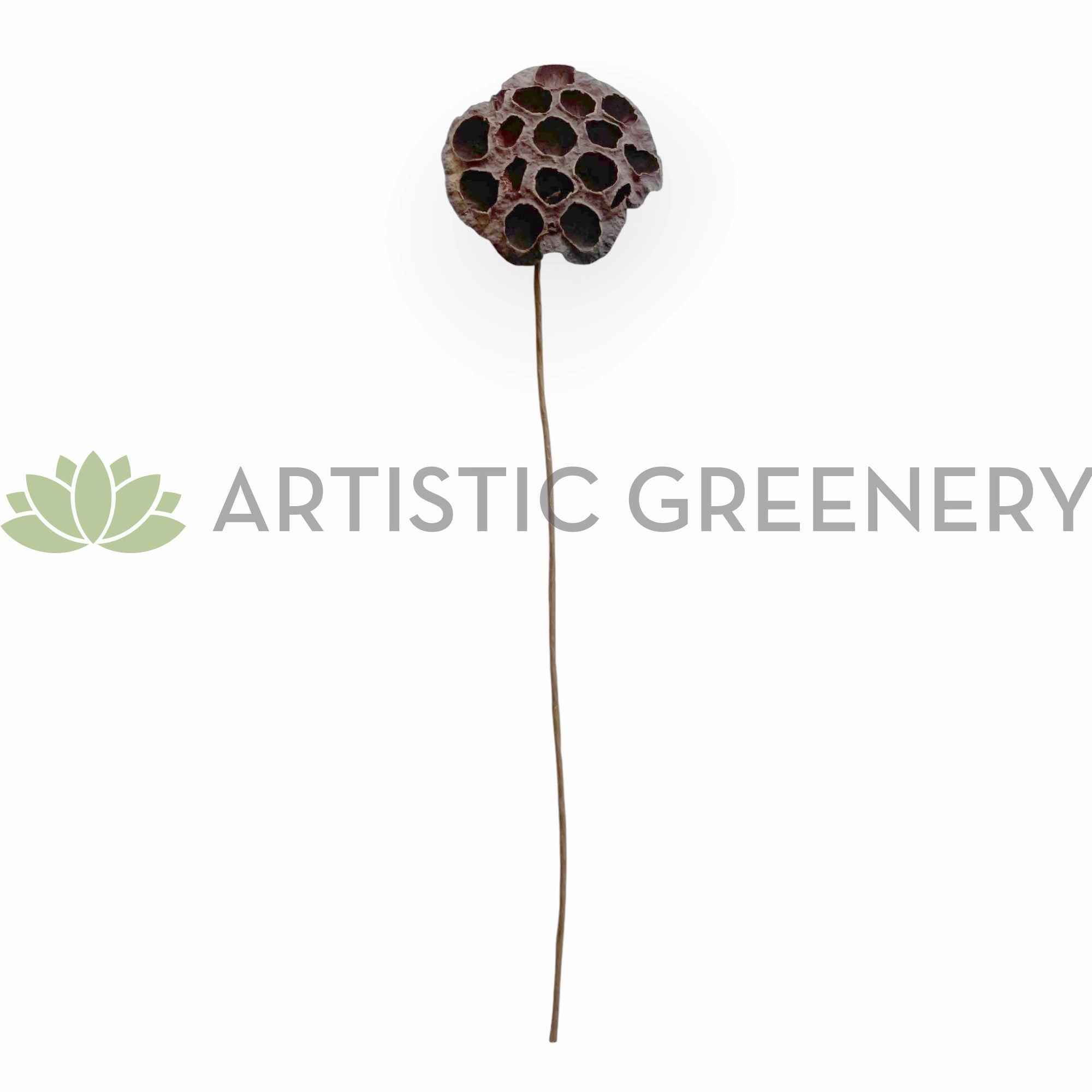 F0401 Dried Lotus Pod Stem 44cm (9cm Diameter)