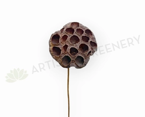 F0401 Dried Lotus Pod Stem 44cm (9cm Diameter) outdoor greenery  