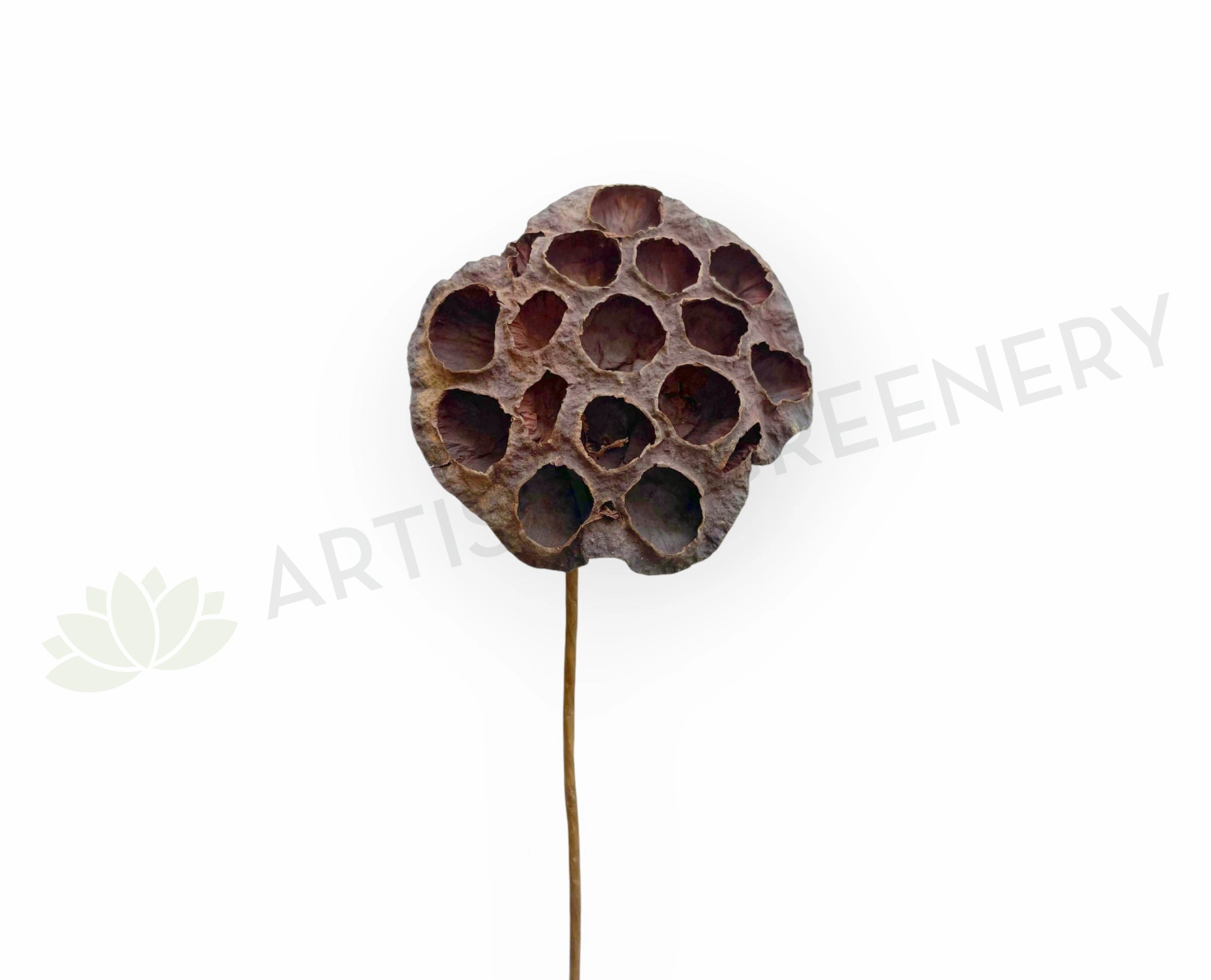 F0401 Dried Lotus Pod Stem 44cm (9cm Diameter) xl flower pot  