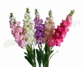 F0402 Delphinium / Stock Flower 85cm 5 Colours indoor houseplants  
