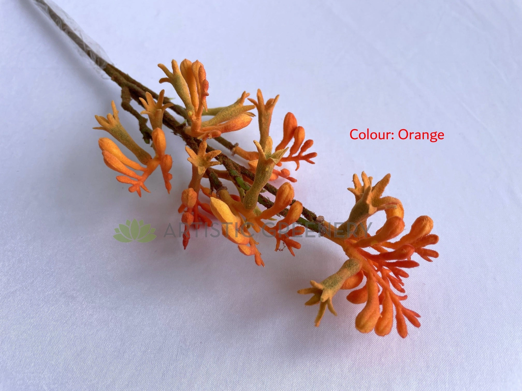 F0409 Kangaroo Paw Spray 61cm 4 Colours