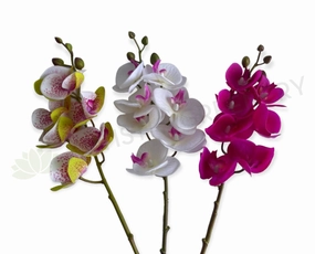 F0411 Phalaenopsis Orchid / Moth Orchid Spray 69cm 3 Colours outdoor greenery  