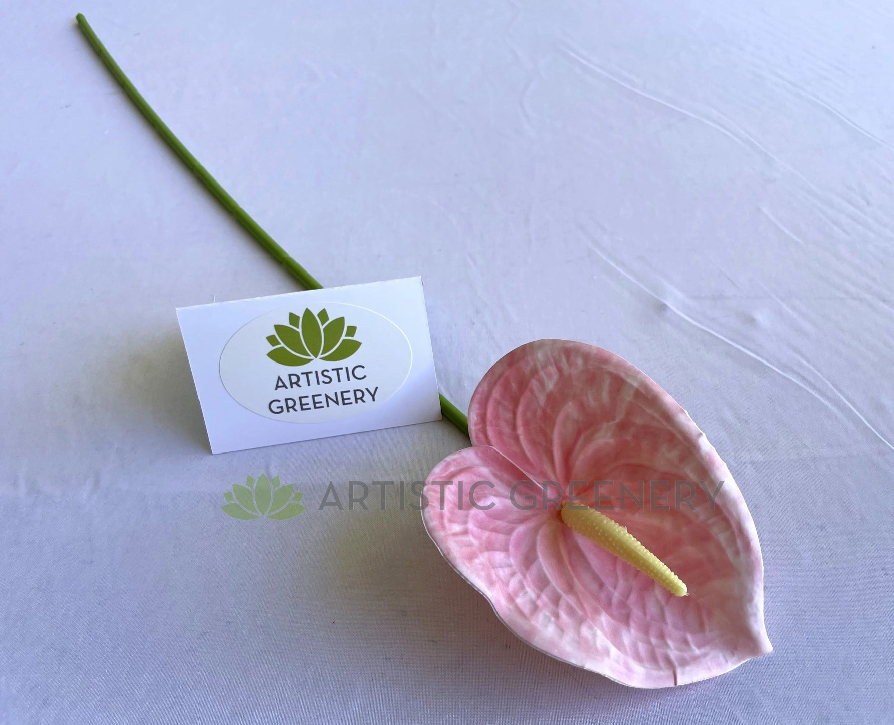 F0414 Anthurium / Flamingo Flower 60cm White / Pink