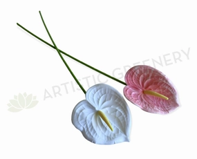 F0414 Anthurium / Flamingo Flower 60cm White / Pink outdoor greenery  