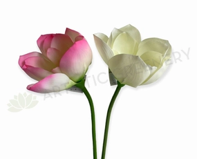 F0415 Lotus Flower (Nelumbo Nucifera) 90cm Pink / White outdoor greenery  