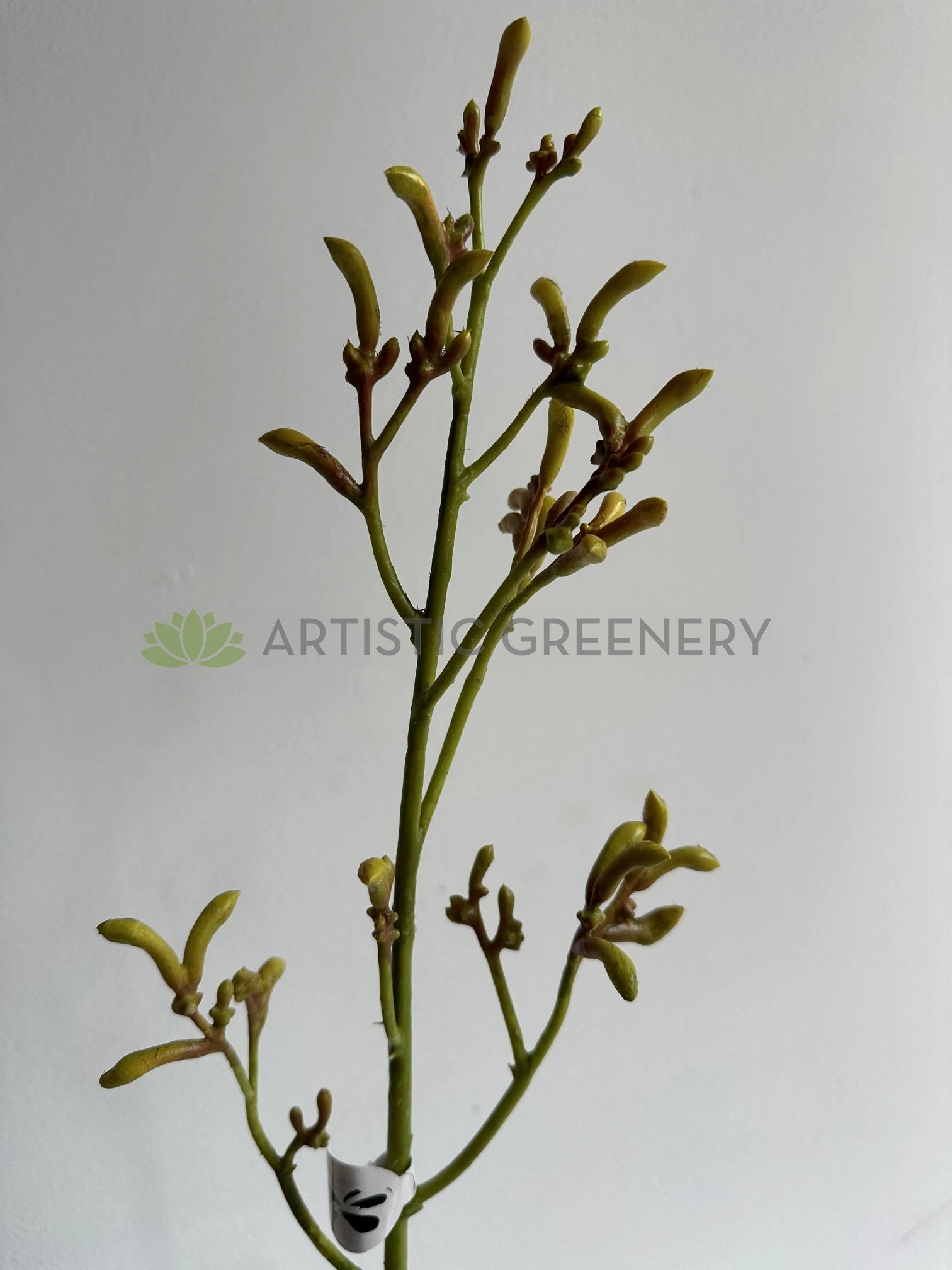 F0433 Kangaroo Paw Spray 76cm Yellow