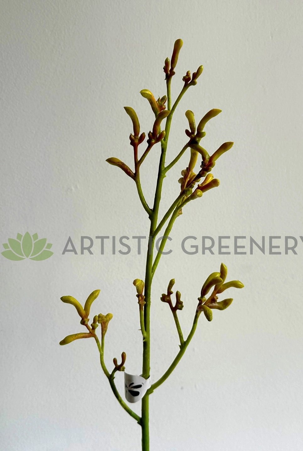 F0433 Kangaroo Paw Spray 76cm Yellow