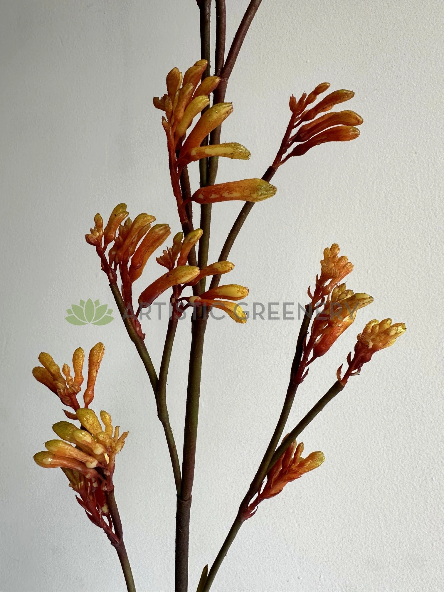 F0434 Kangaroo Paw Spray 100cm Orange