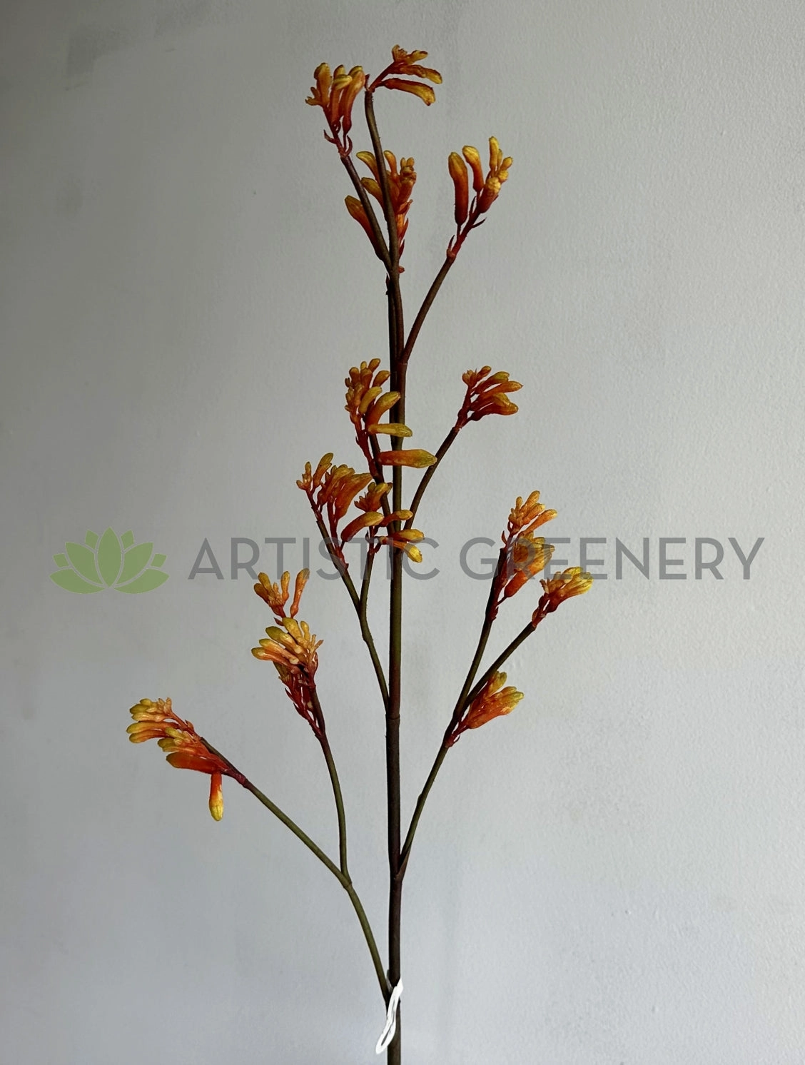 F0434 Kangaroo Paw Spray 100cm Orange