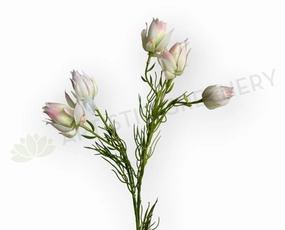 F0435 Snow Lotus / Saussurea 73cm Light Pink outdoor greenery  