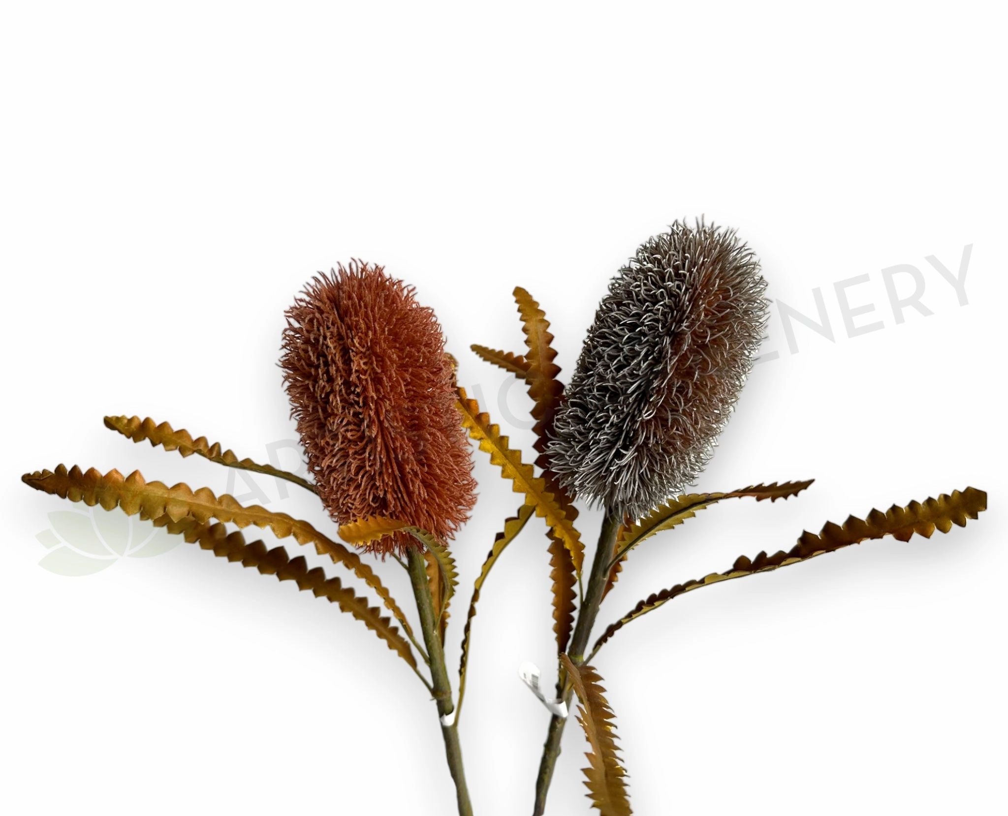 F0436 Dried Banksia Serrata 62cm Brown / Red outdoor greenery  
