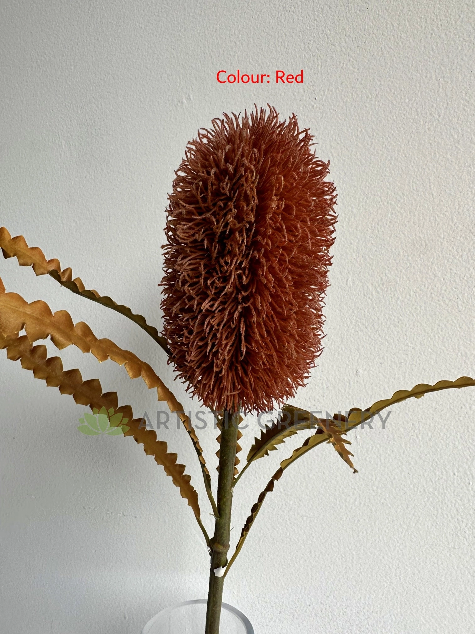 F0436 Dried Banksia Serrata 62cm Brown / Red