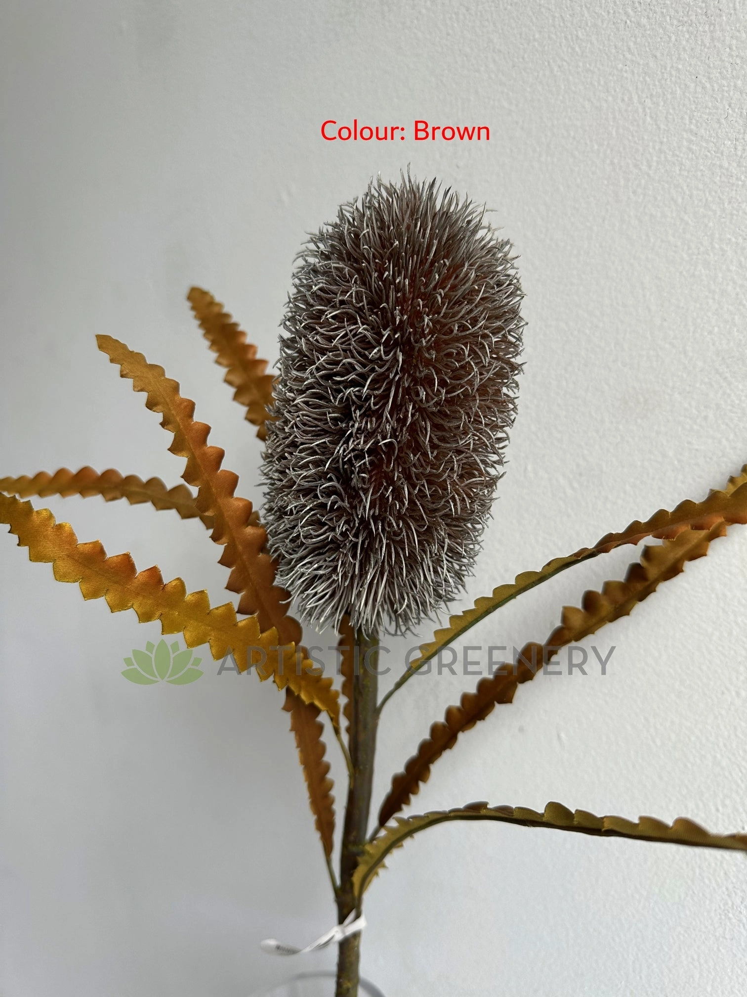 F0436 Dried Banksia Serrata 62cm Brown / Red