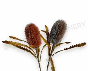 F0436 Dried Banksia Serrata 62cm Brown / Red outdoor greenery  