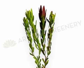 F0437 Leucadendron / Safari Sunset Double Stem 83cm 2 Colours xl flower pot  
