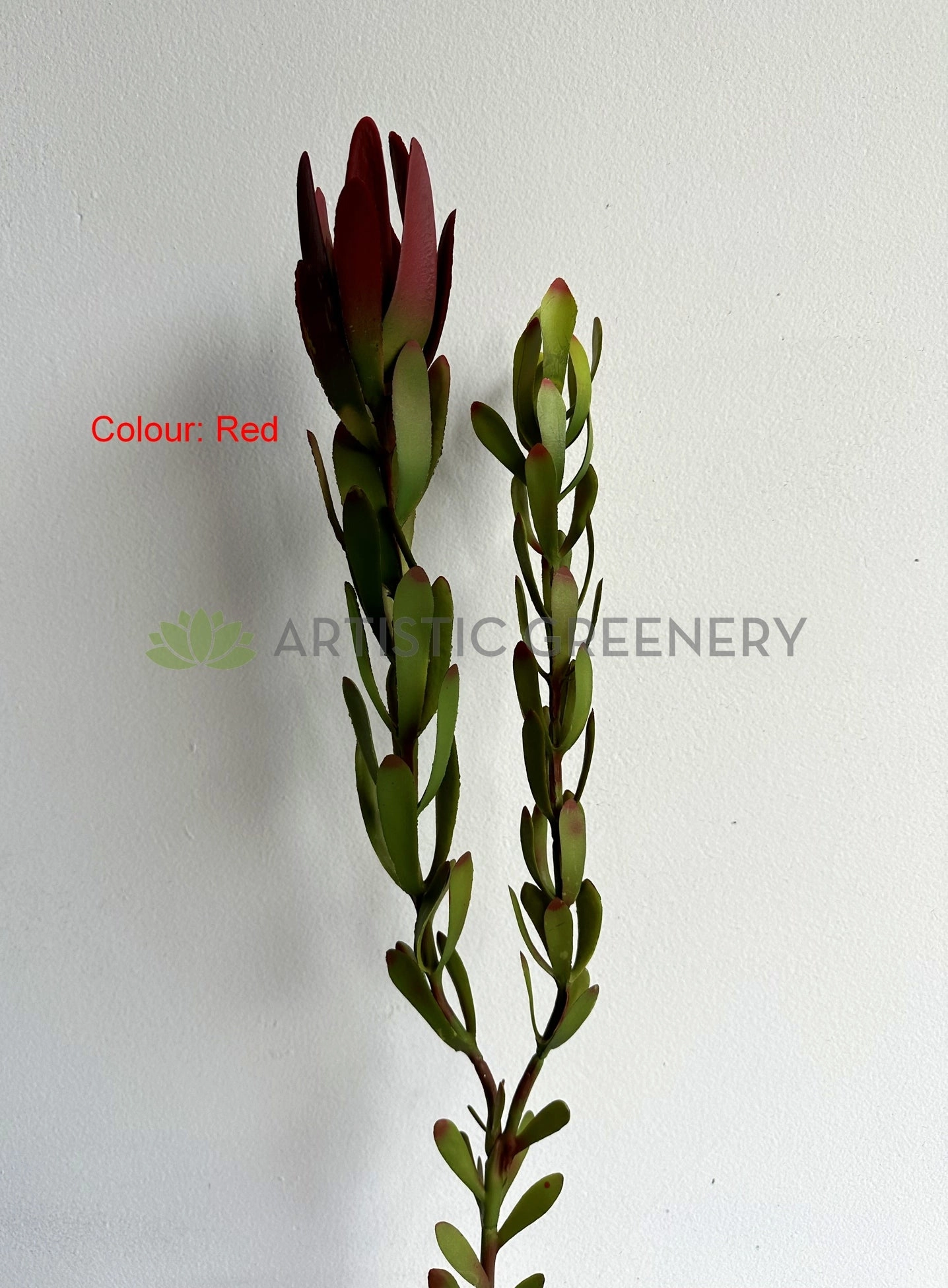 F0437 Leucadendron / Safari Sunset Double Stem 83cm 2 Colours