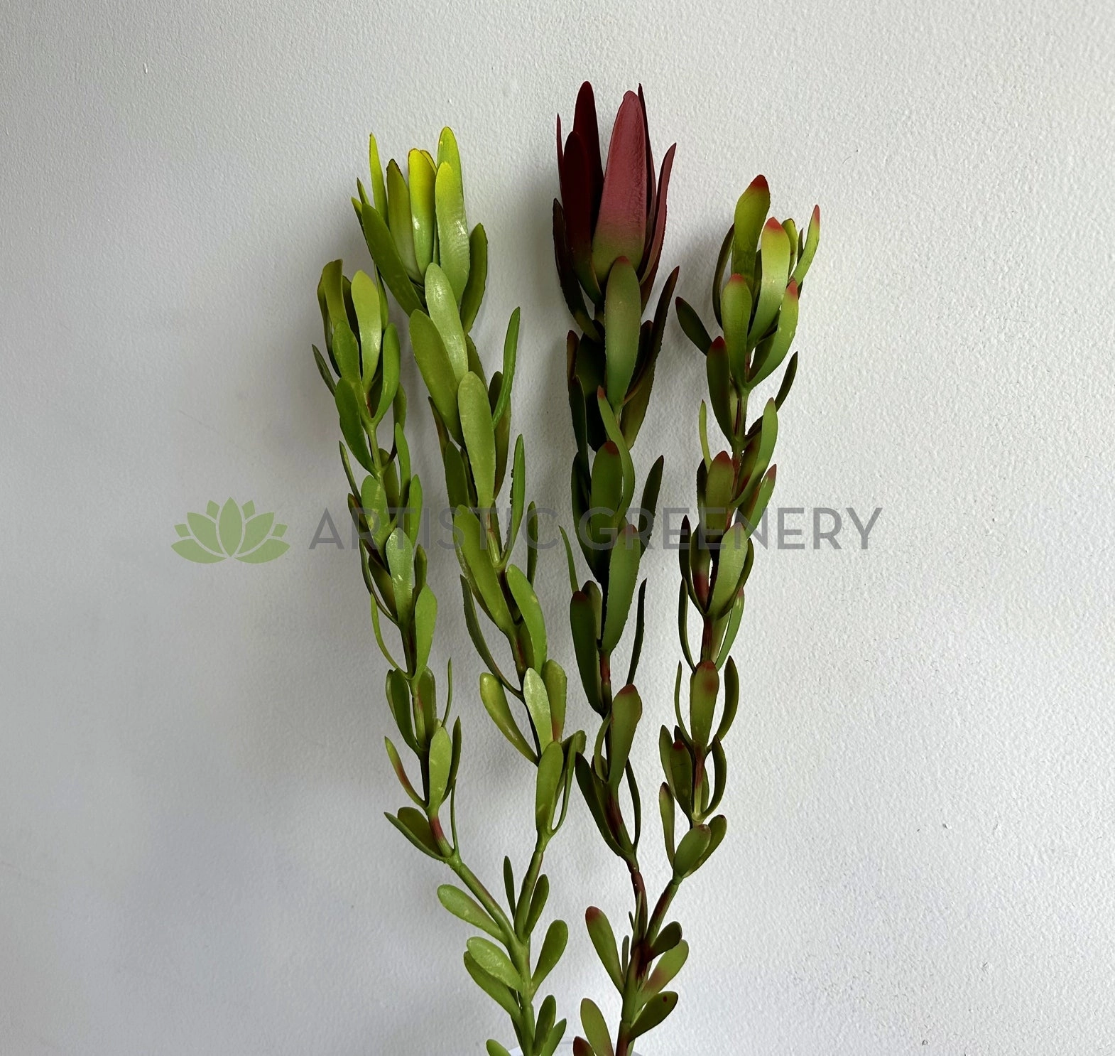 F0437 Leucadendron / Safari Sunset Double Stem 83cm 2 Colours