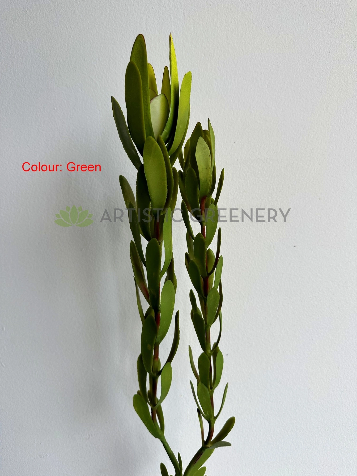 F0437 Leucadendron / Safari Sunset Double Stem 83cm 2 Colours