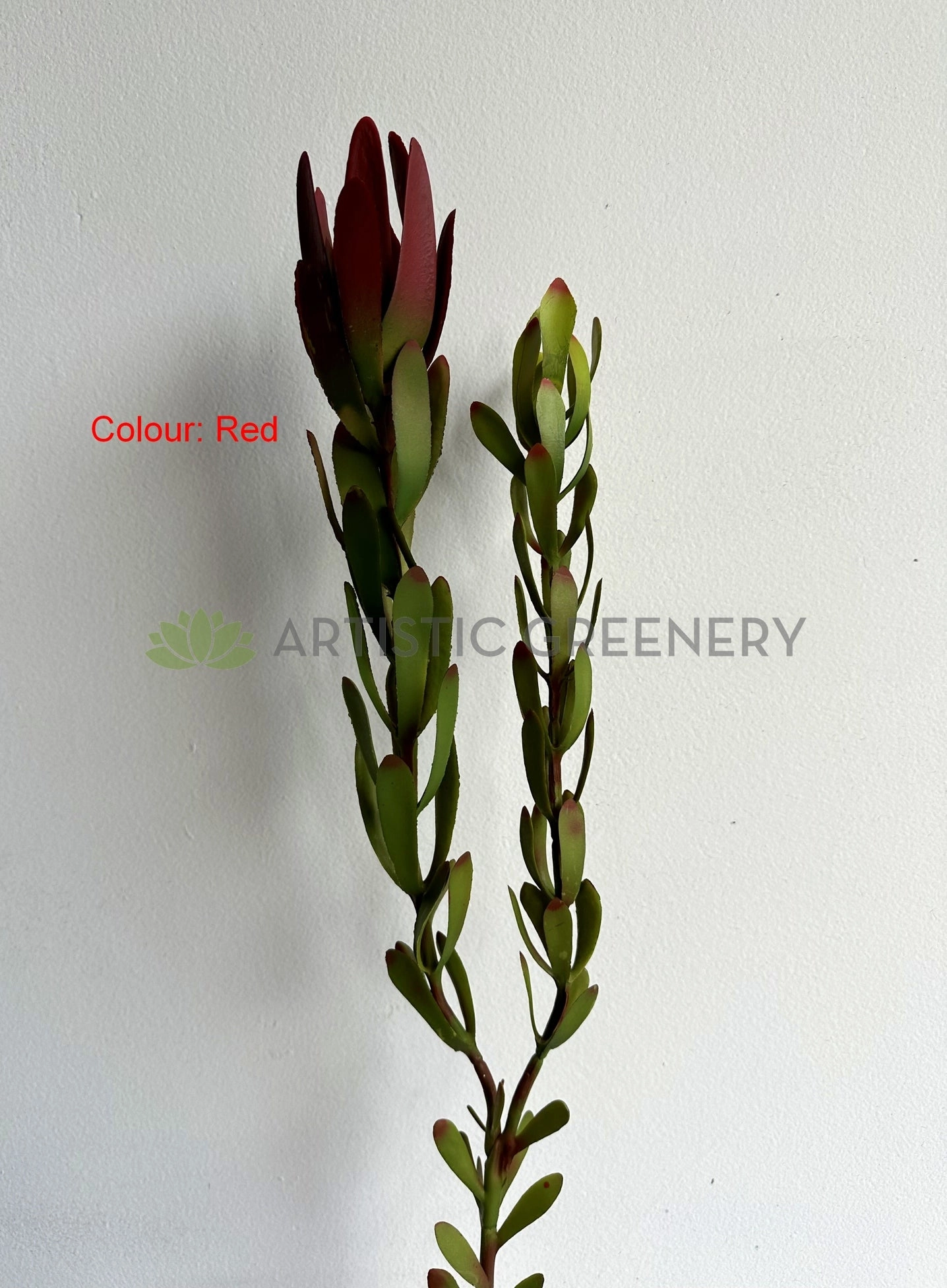 F0437 Leucadendron / Safari Sunset Double Stem 83cm 2 Colours