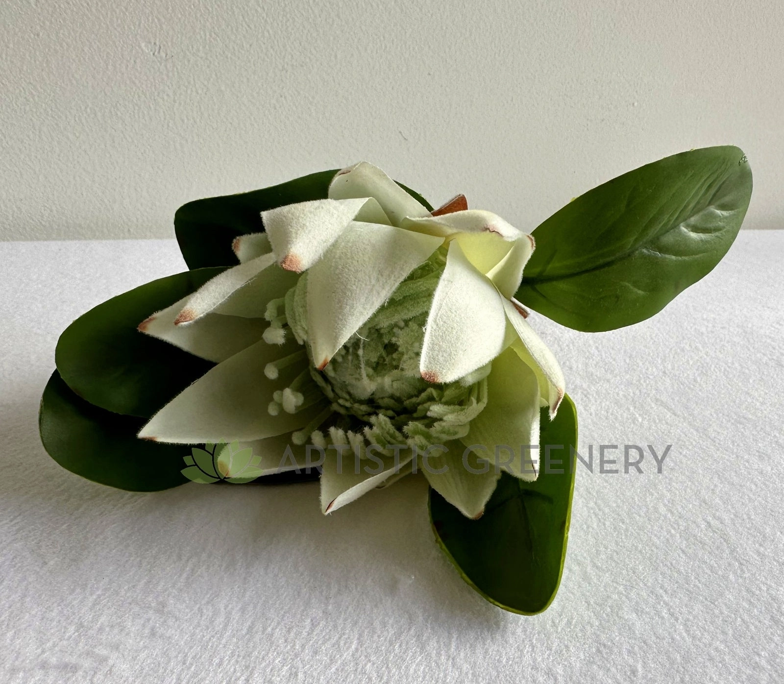 F0441 King Protea Single Stem 52cmcm Dusty Red / White