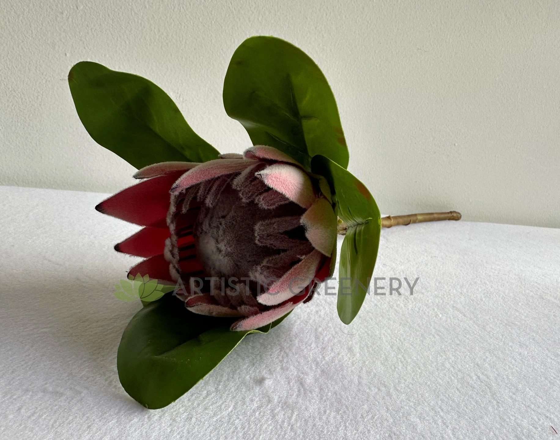 F0441 King Protea Single Stem 52cmcm Dusty Red / White