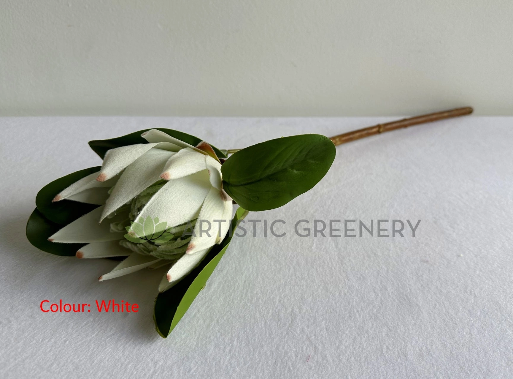 F0441 King Protea Single Stem 52cmcm Dusty Red / White