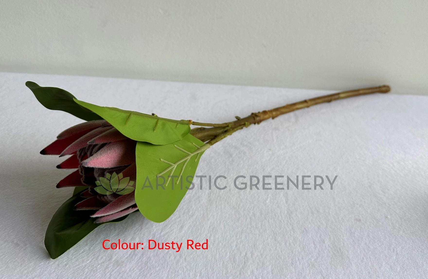 F0441 King Protea Single Stem 52cmcm Dusty Red / White