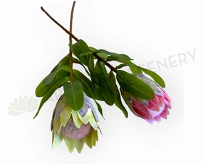 F0442 Small King Protea (Half Open) Single Stem 48cmcm Pink / Light Green outdoor greenery  