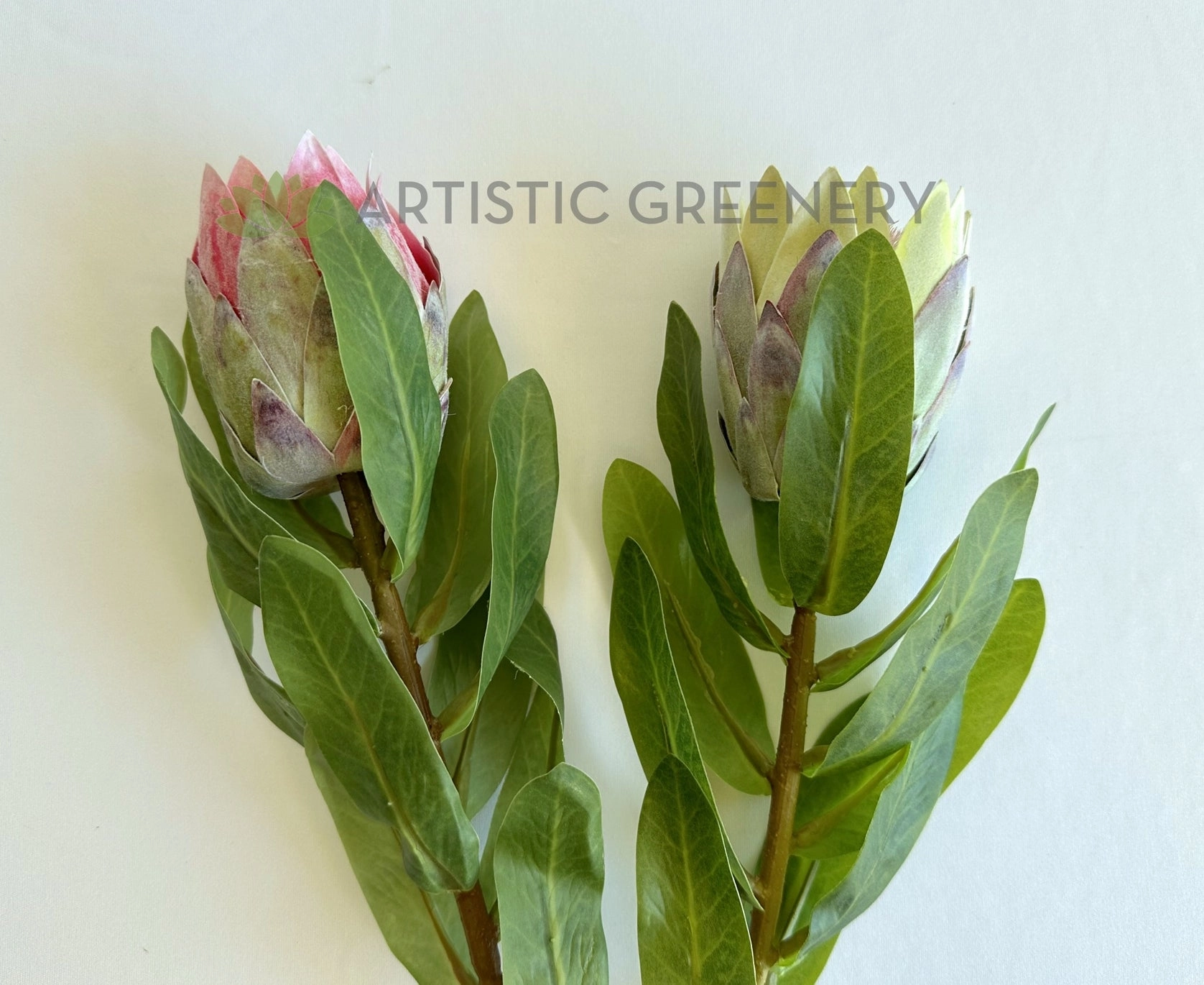 F0442 Small King Protea (Half Open) Single Stem 48cmcm Pink / Light Green
